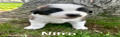 Nitro
