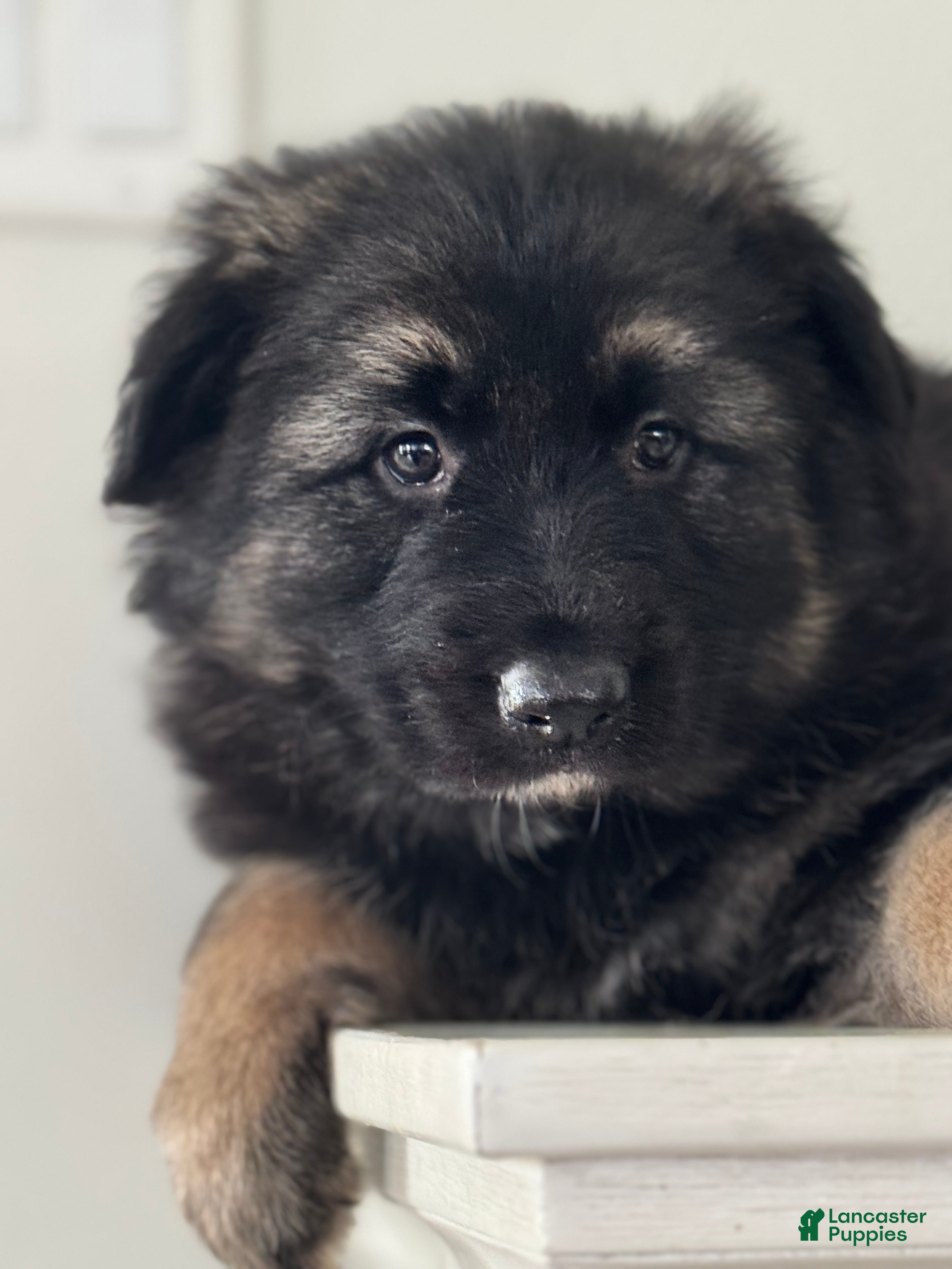 German Shepherd dogs Zara - Ad 2