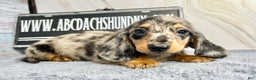 Dachshund dogs for sale: Ch Harriet LH dappleAkc - Ad 4