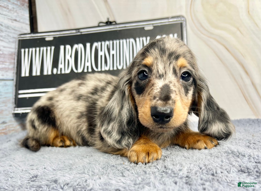 Dachshund dogs for sale: Ch Harriet LH dappleAkc - Ad 4