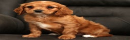 Cavapoo dogs for sale: Chase - Ad 2