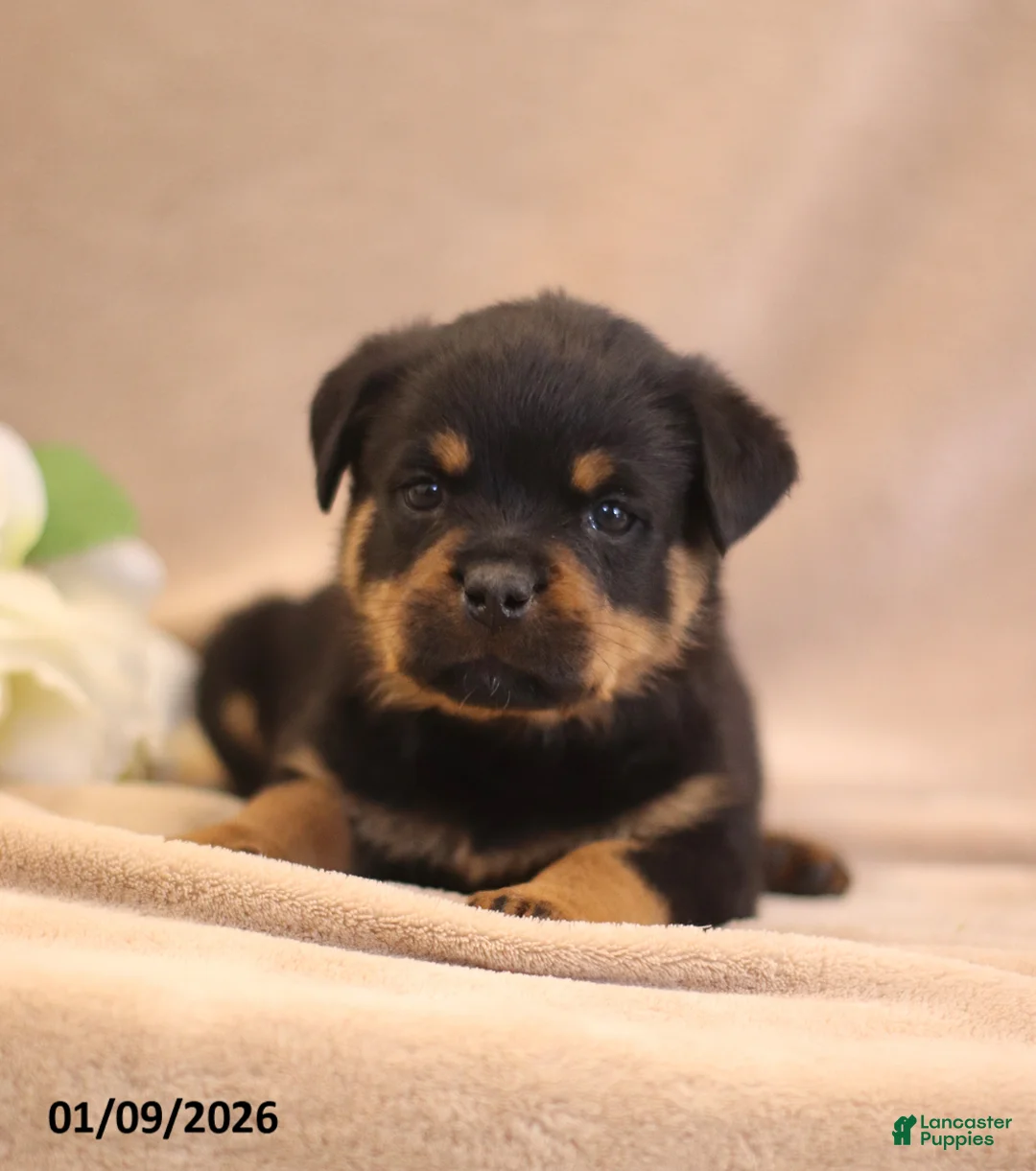 Rottweiler dogs for sale: Tina - Ad 3