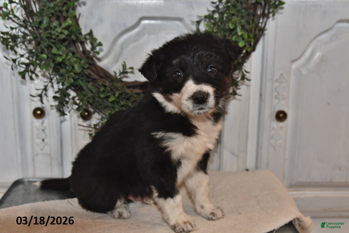 Mixed Breed dogs Jace  - Ad 1