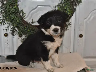 Mixed Breed dogs for sale: Jace - Ad 4