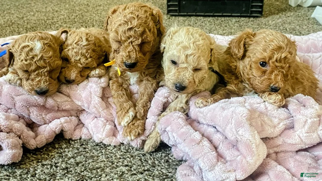 Toy Poodle dogs for sale: LITTLE ARCHIE - Ad 21