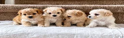 Maltipoo dogs for sale: Meet Coco — Adorable Maltipoo Puppy - Ad 22