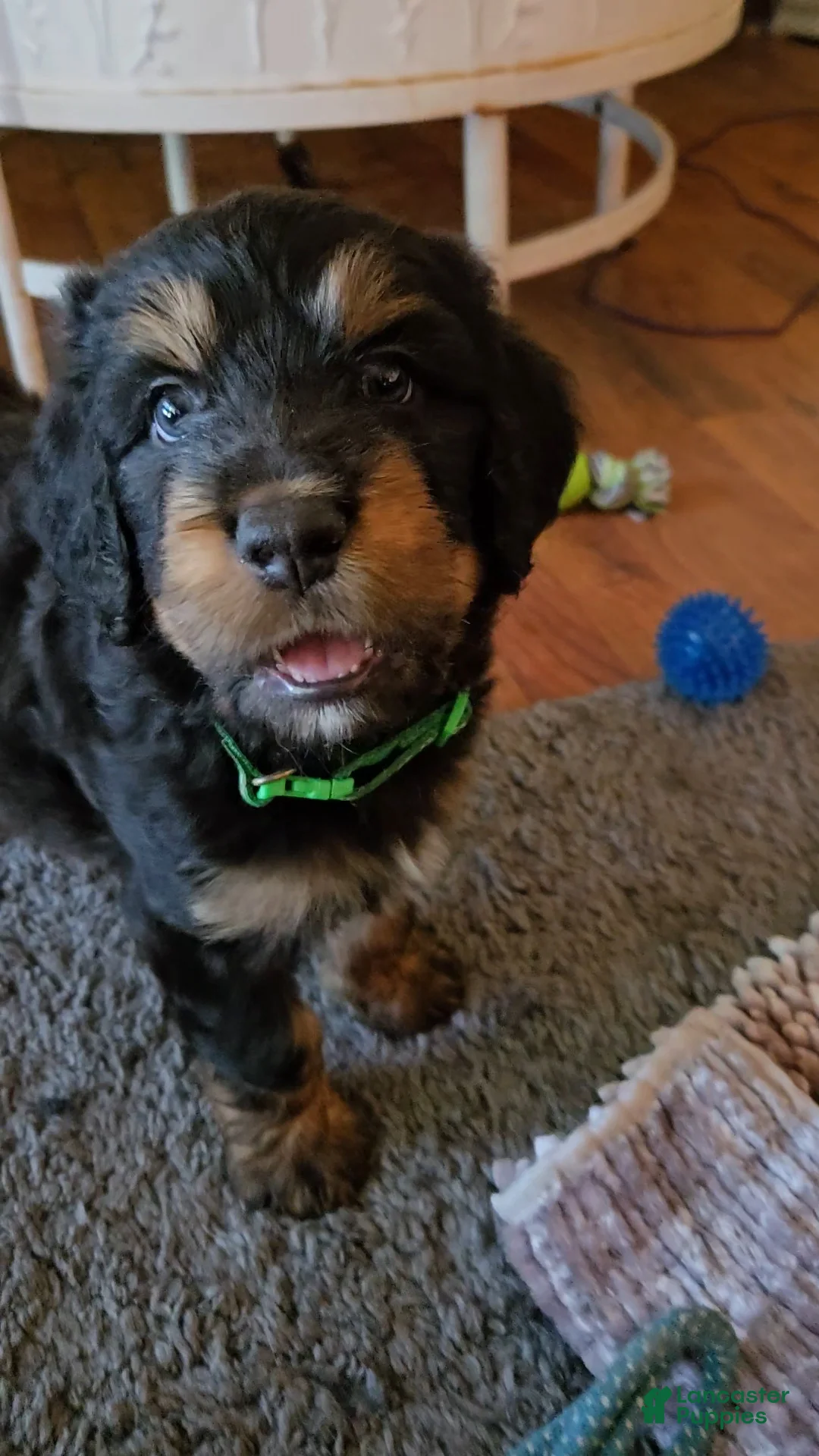 Bernedoodle dogs for sale: Bernedoodle 2 Green collar male  - Ad 2