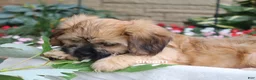 Mixed Breed dogs for sale: Wynn - Ad 4