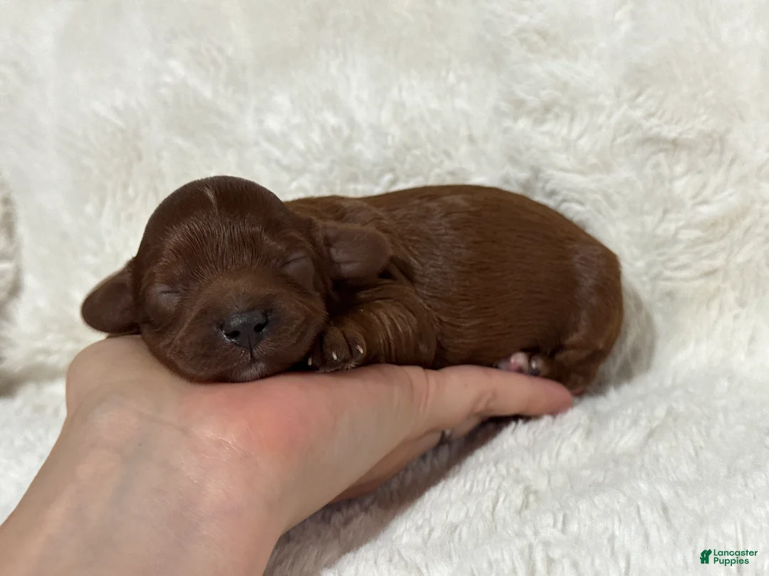Cavapoo dogs for sale: Ruby - Ad 2