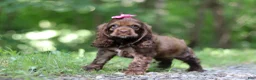 Cocker Spaniel dogs for sale: Thea - Ad 3