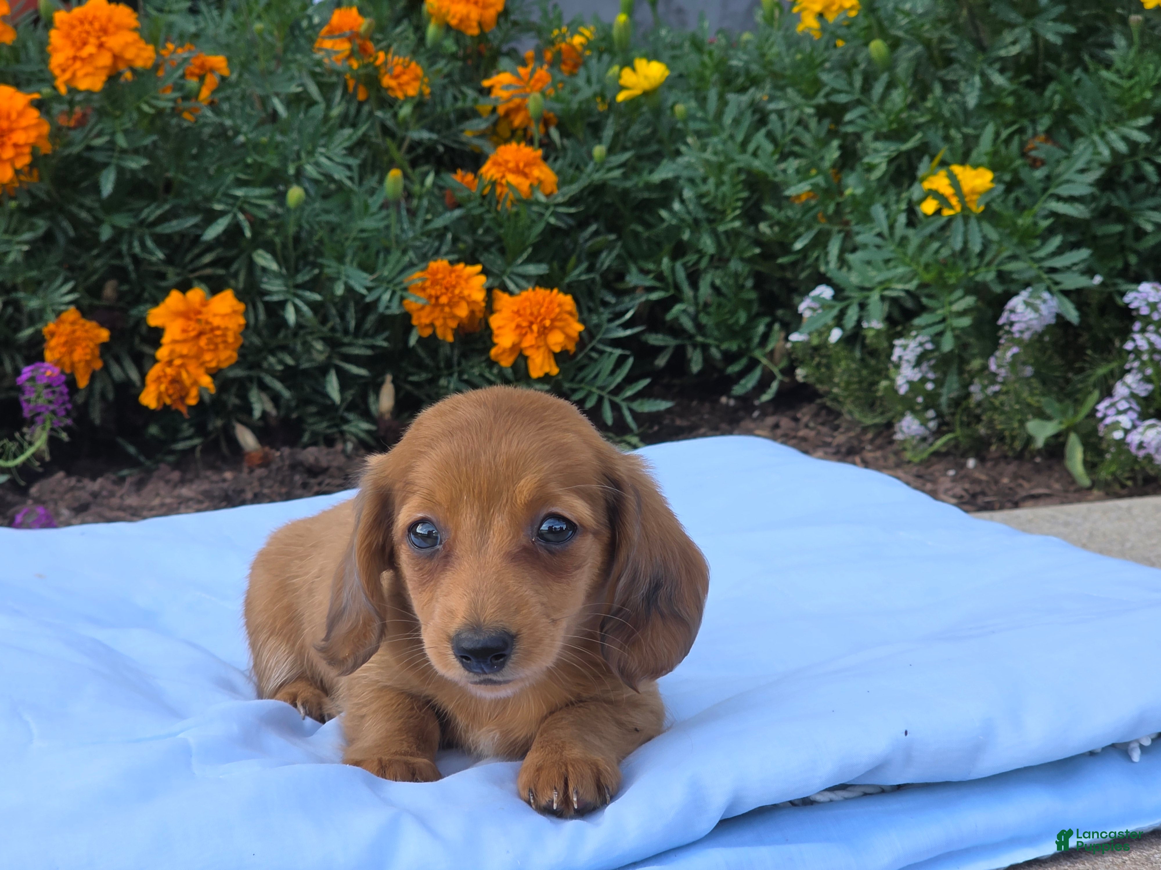 Miniature Dachshund dogs Luna - Ad 1