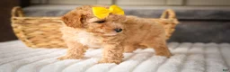 Miniature Poodle dogs for sale: Jimbo💙 - Ad 16
