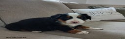 Bernese Mountain Dog dogs for sale: Grant - Ad 4