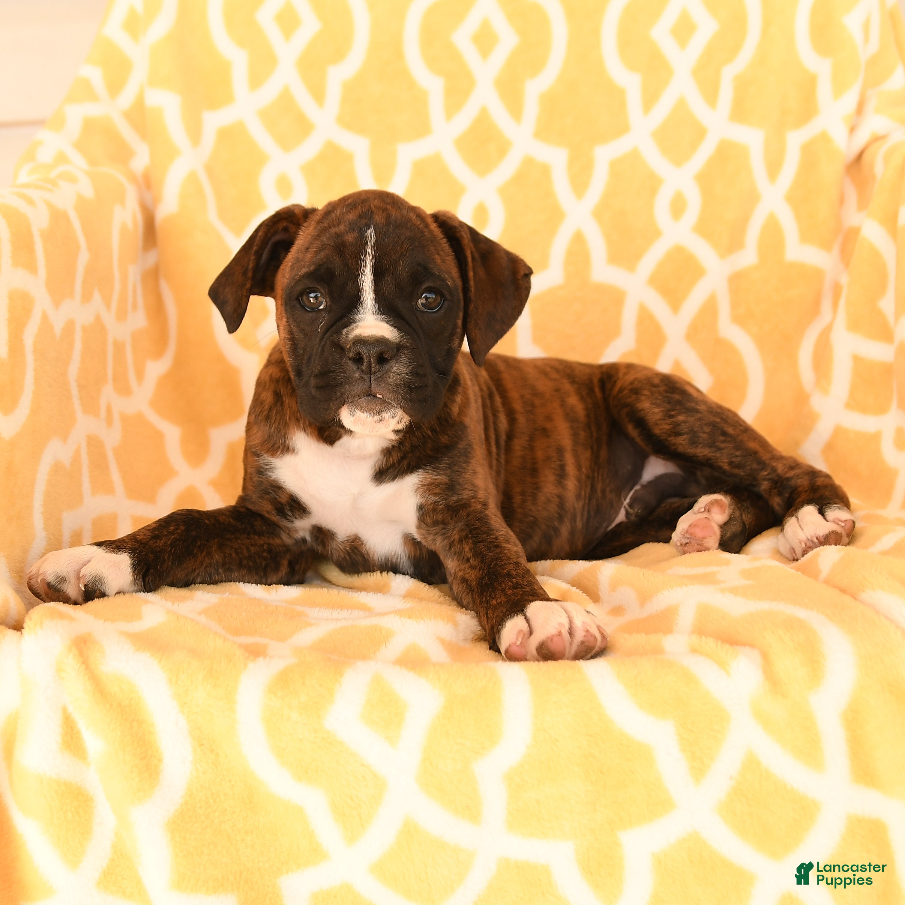 Boxer dogs AJ - Ad 2