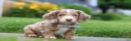 Dachshund dogs for sale: Ollie - Ad 4