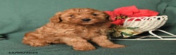 Labradoodle dogs for sale: Victor - Ad 4