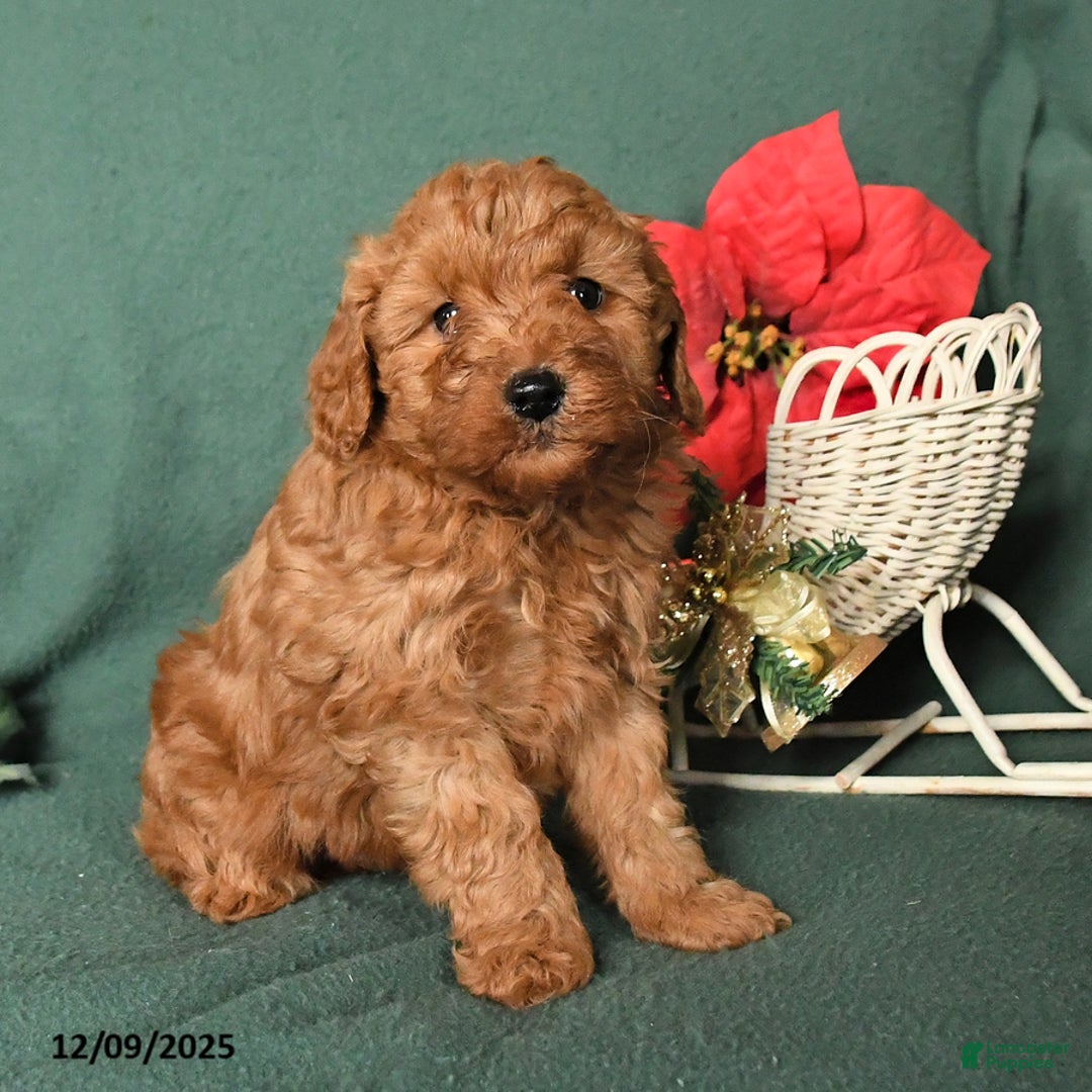 Labradoodle dogs for sale: Victor - Ad 4