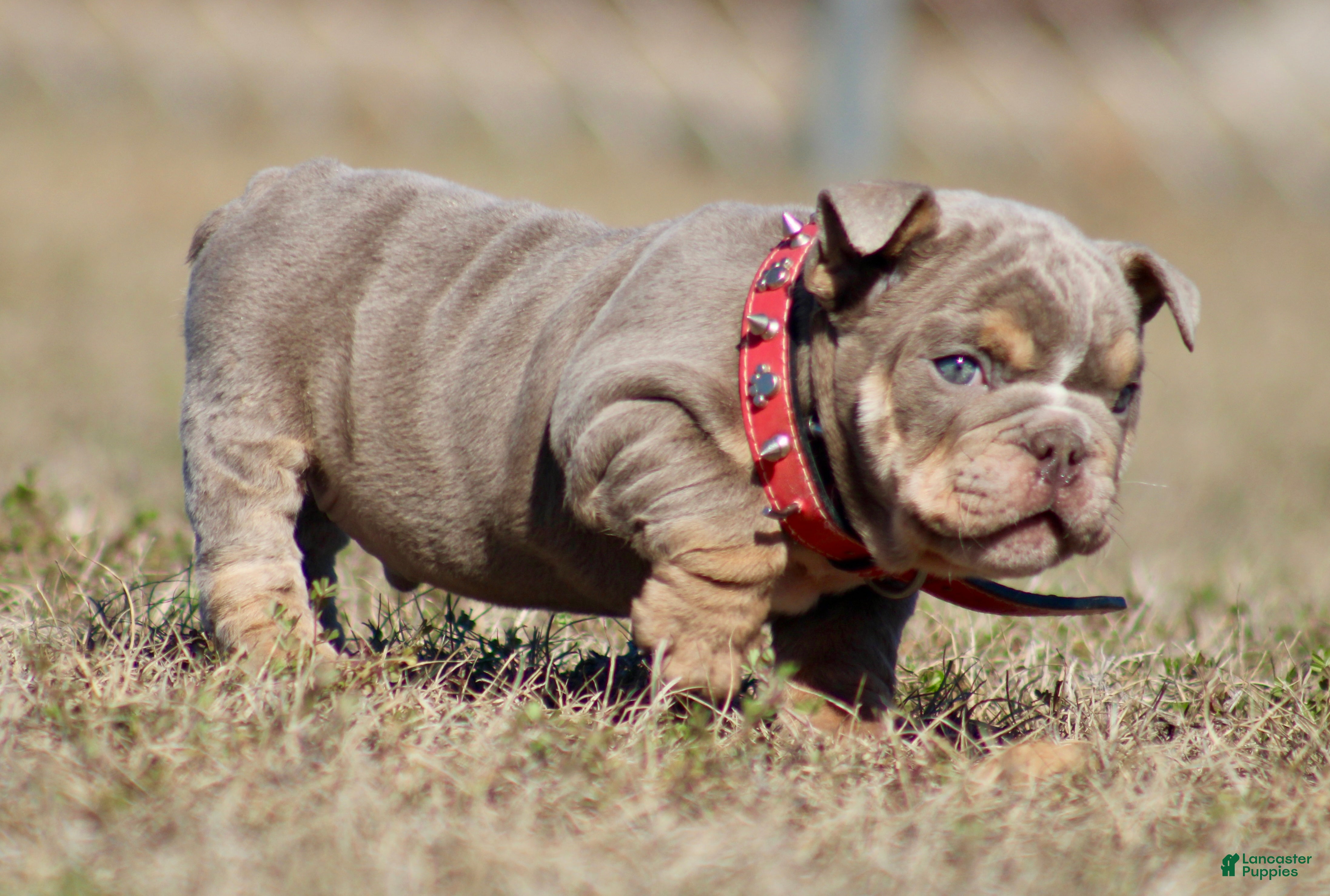 English Bulldog dogs English Bulldog Puppy 1 - Ad 2
