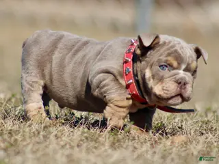 English Bulldog dogs English Bulldog Puppy 1 - Ad 2