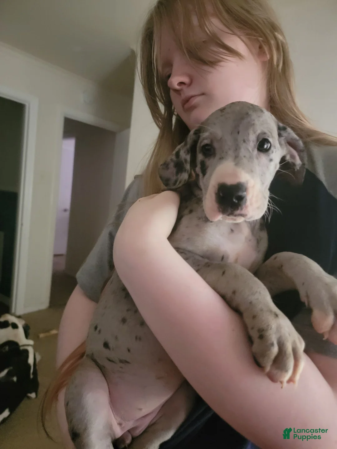 Great Dane dogs for sale: Great Dane 6 - Ad 2