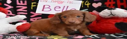 Miniature Dachshund dogs for sale: Bella - Ad 1