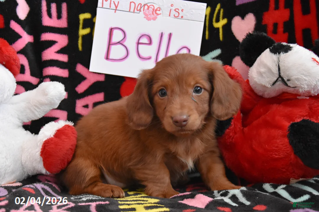 Miniature Dachshund dogs for sale: Bella - Ad 1