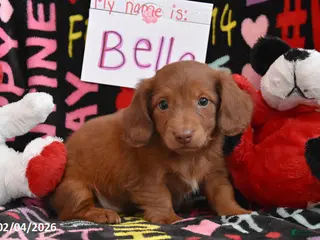 Miniature Dachshund dogs Bella - Ad 29