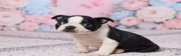 Boston Terrier dogs for sale: Jay - Ad 4