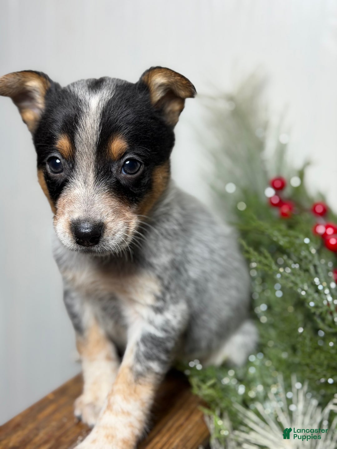 Australian Cattle Dog dogs for sale: Australian Cattle Dog Puppy 1 - Ad 3