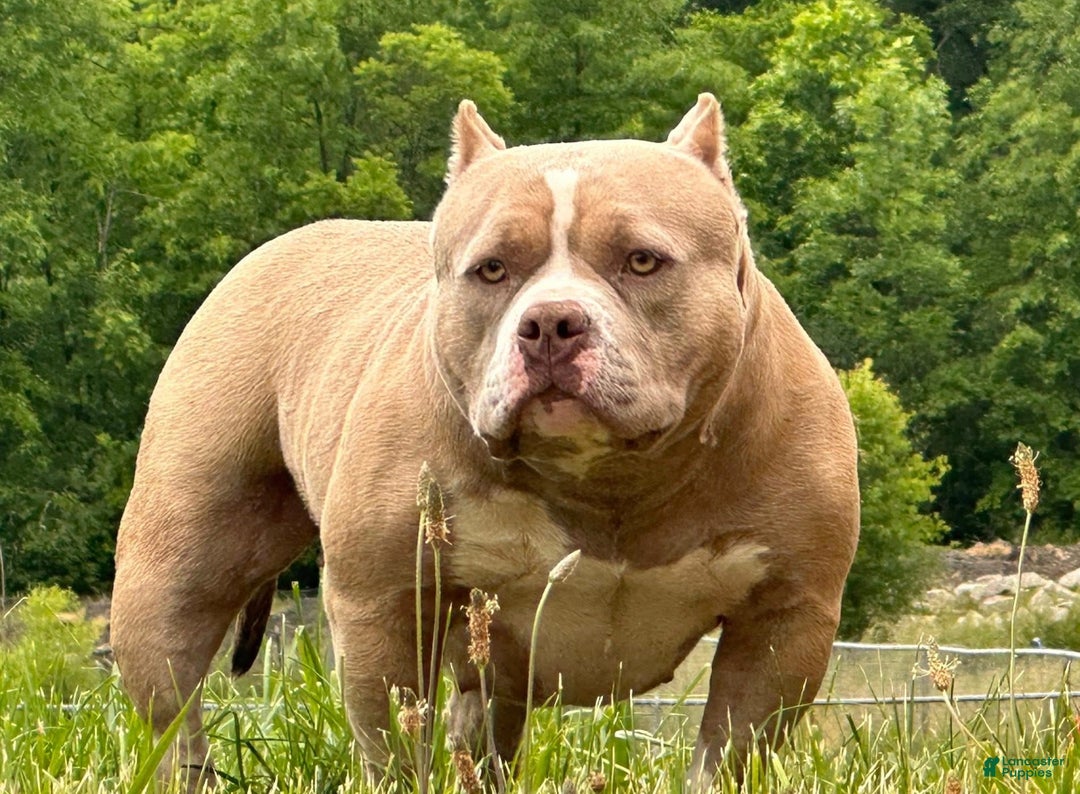 American Bully dogs for sale: Whisper  - Ad 5