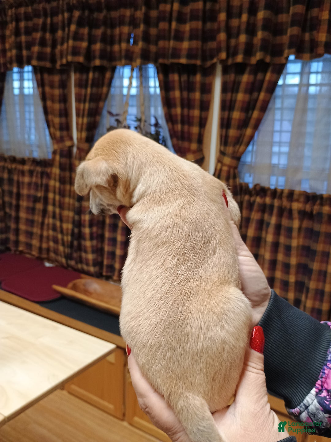 Chihuahua dogs for sale: Blaze - Ad 8