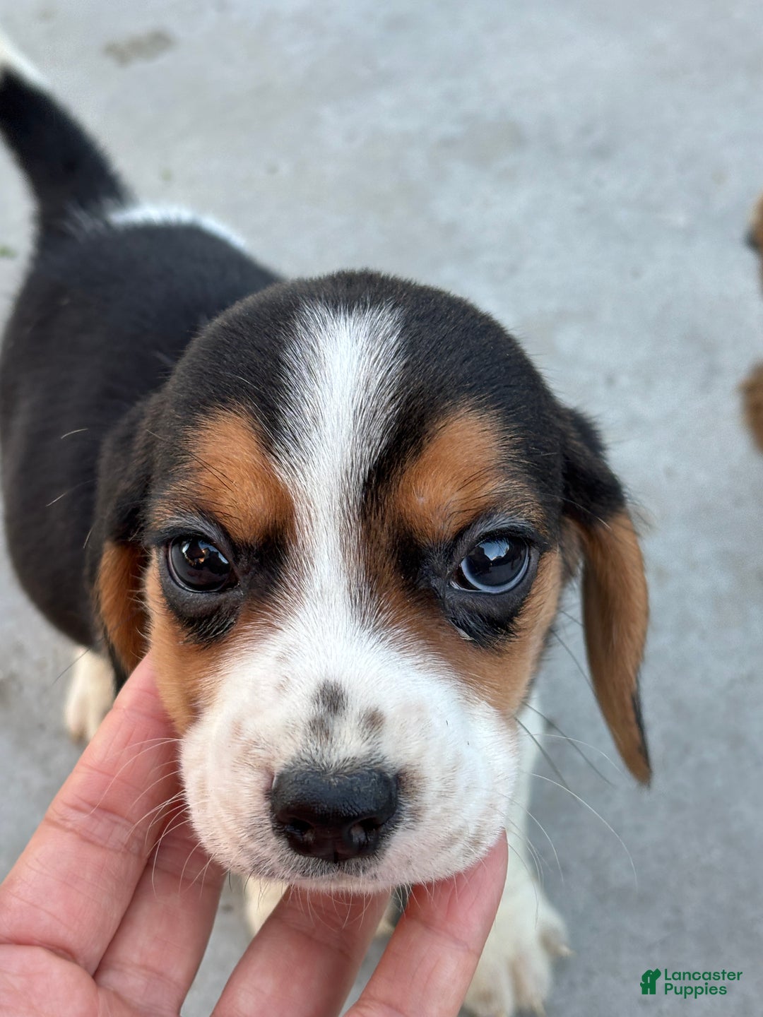 Beagle dogs for sale: Finn - Ad 5
