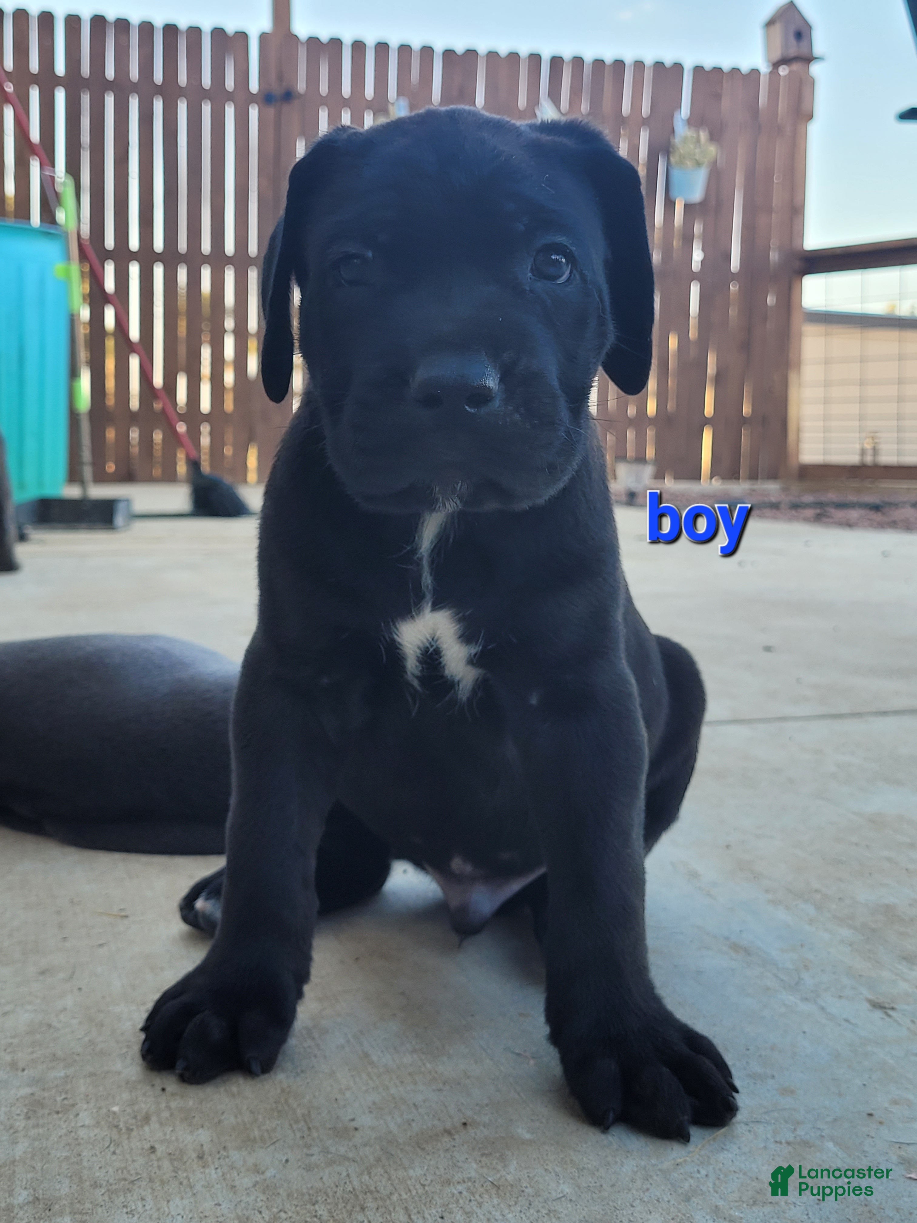 Cane Corso dogs Atlas - Ad 2