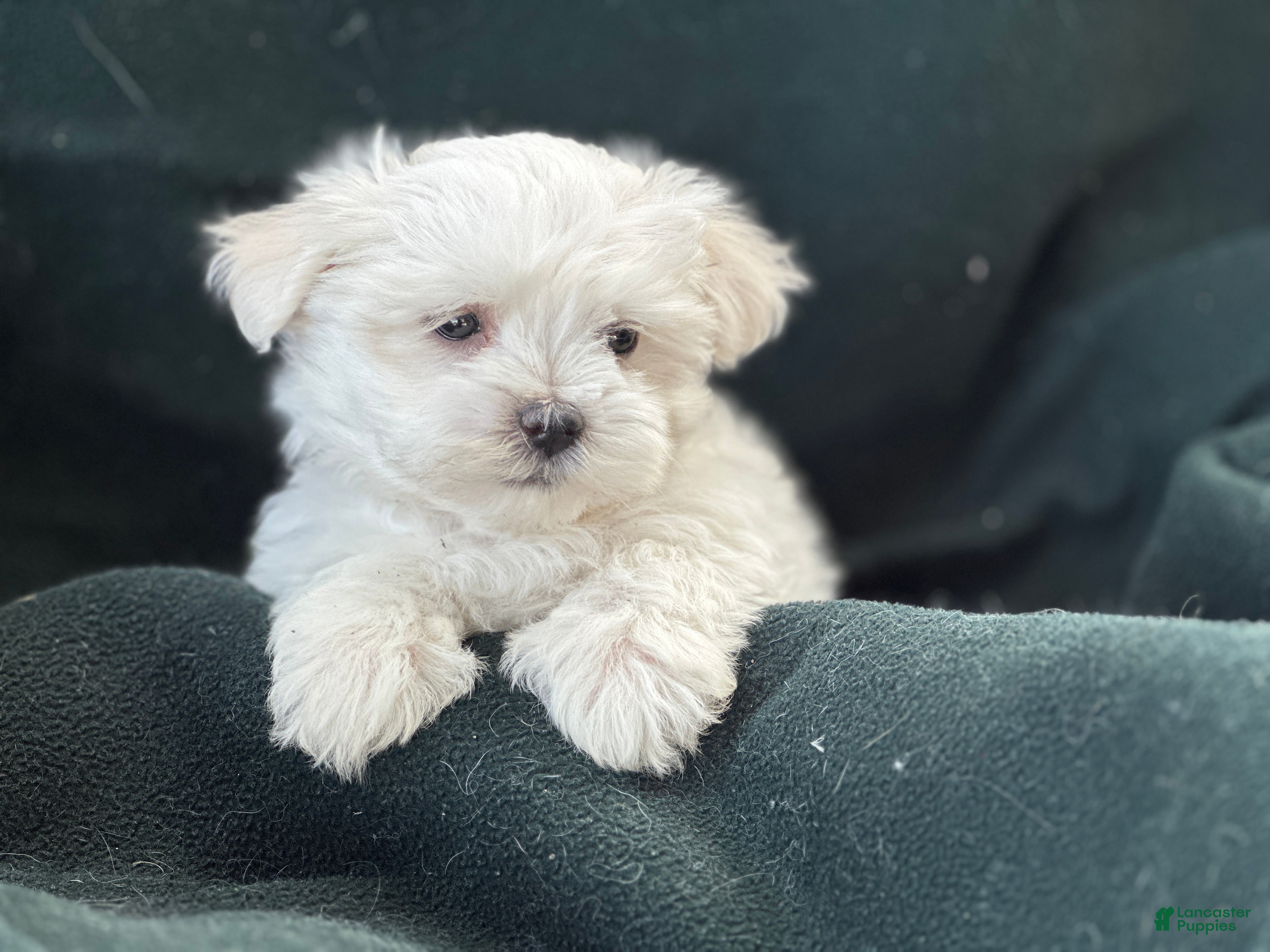 Maltese dogs APRI Maltese - Casper - Ad 1