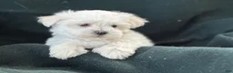 Maltese dogs for sale: APRI Maltese - Casper - Ad 1