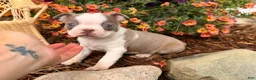 Boston Terrier dogs for sale: Lilac  - Ad 7