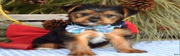 Yorkshire Terrier dogs for sale: Milo - Ad 3