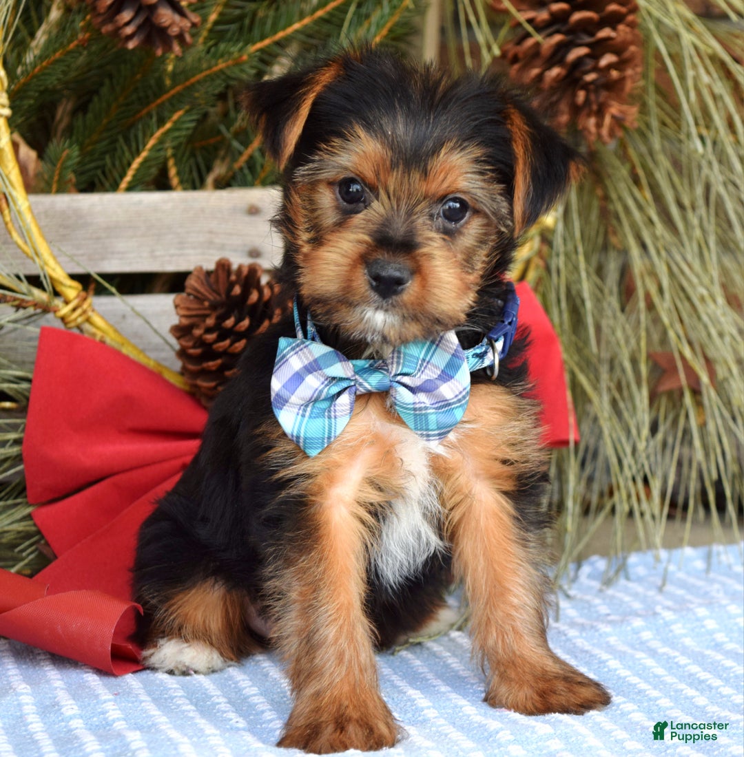 Yorkshire Terrier dogs for sale: Milo - Ad 3