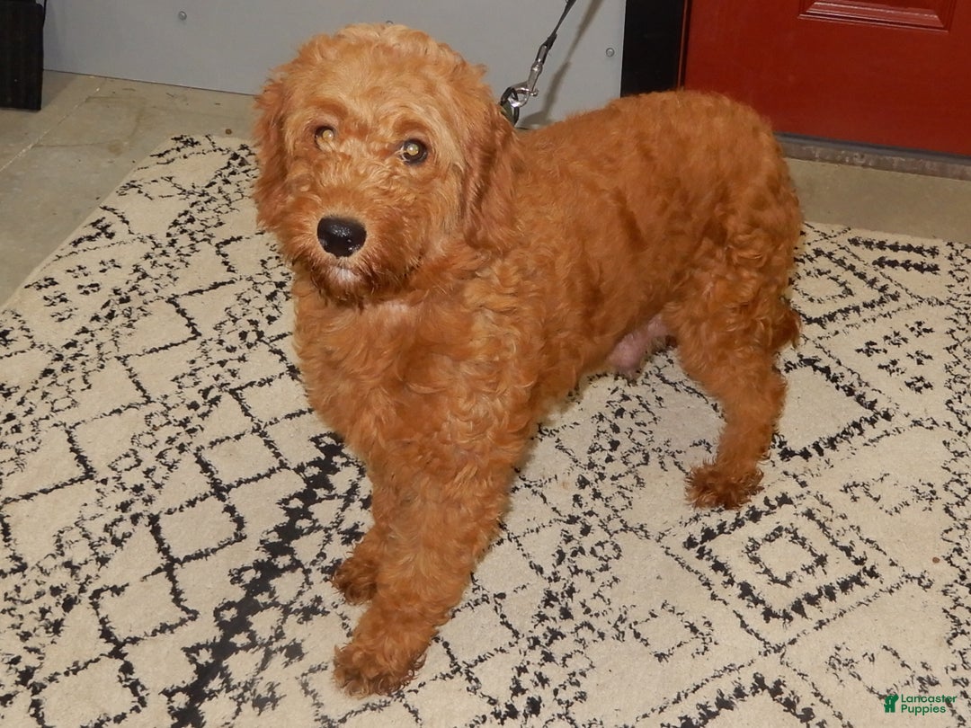 Mini Goldendoodle dogs for sale: Nemo - Ad 7