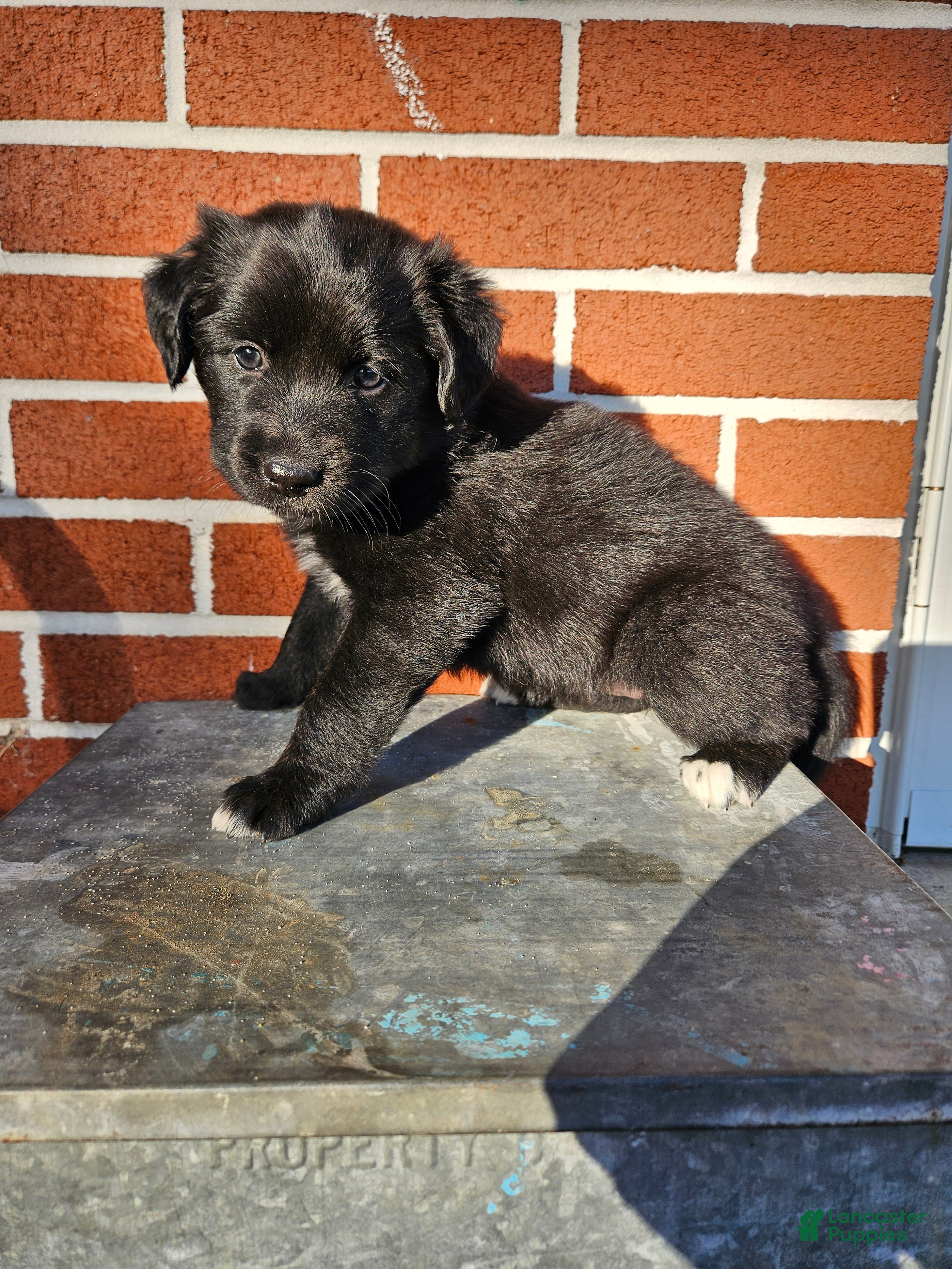 Mixed Breed dogs M&M - Ad 25