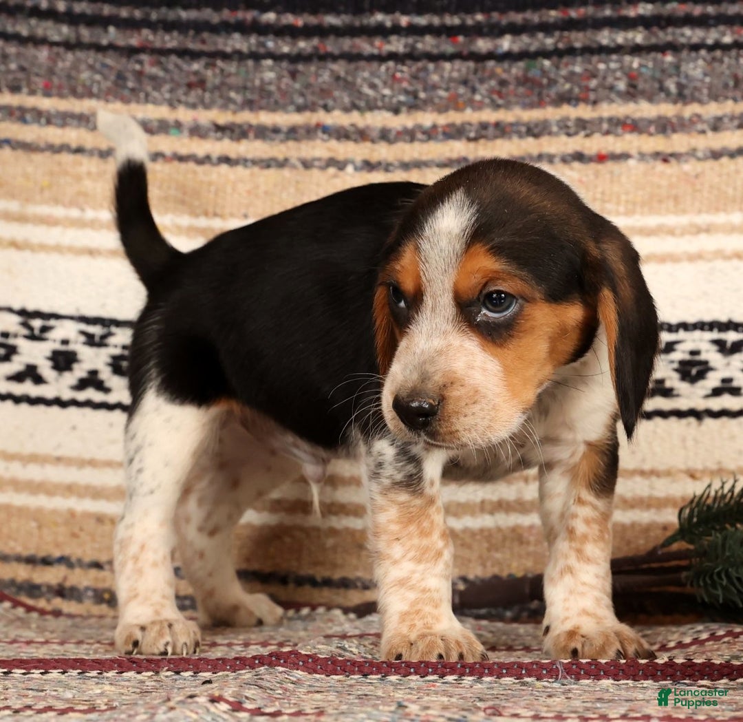 Beagle dogs for sale: Drew - Ad 3