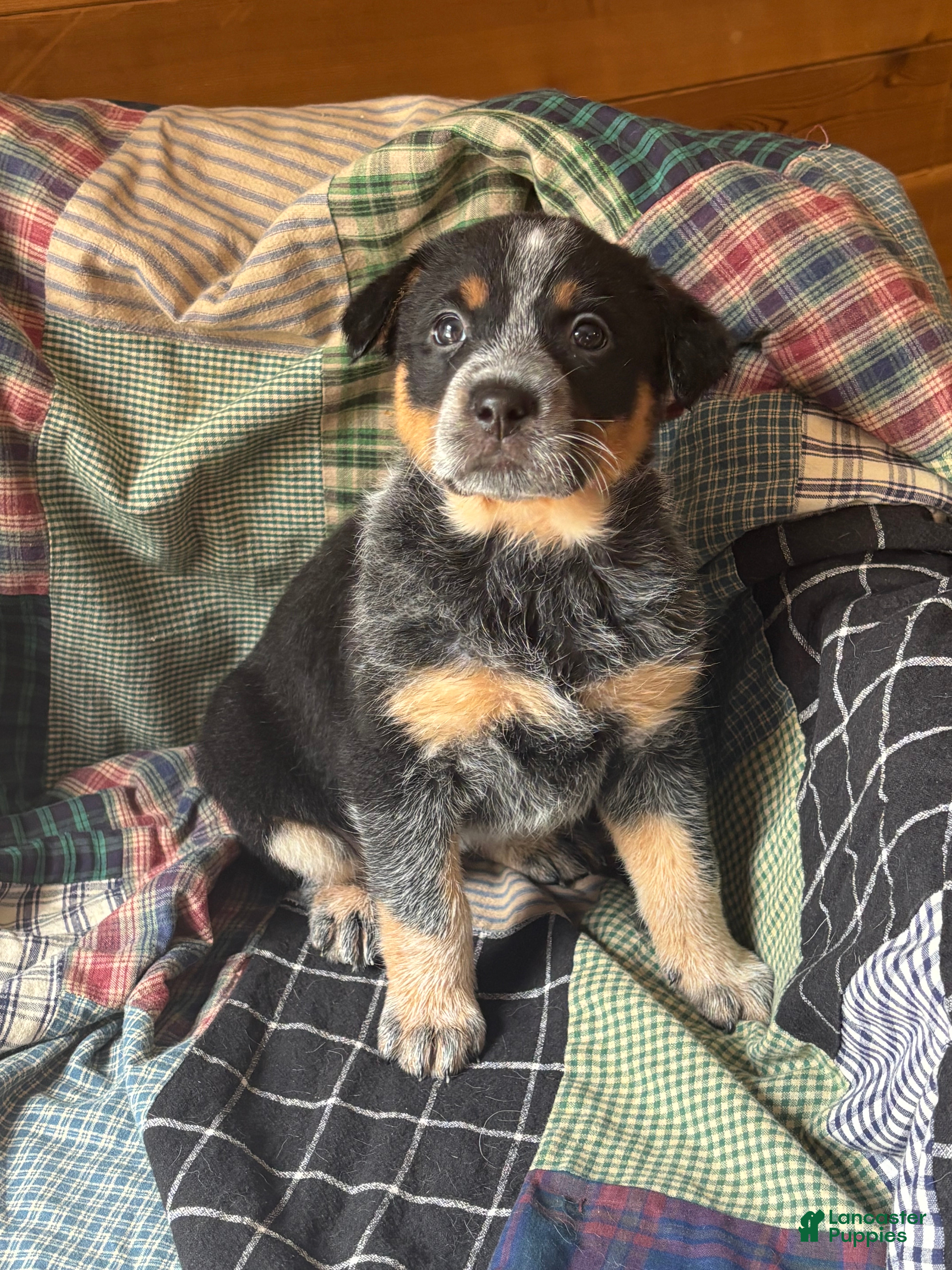 Australian Cattle Dog dogs Chevrolet - Ad 40