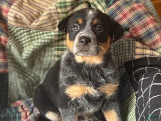 Australian Cattle Dog dogs Chevrolet - Ad 29