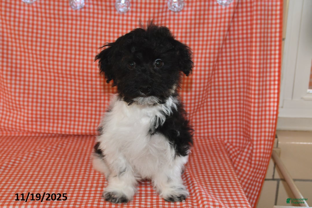 Havanese dogs for sale: Jack  - Ad 2