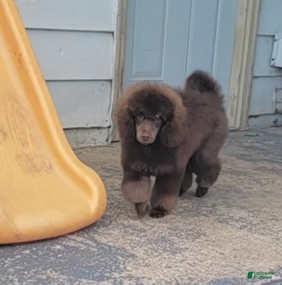 Miniature Poodle dogs for sale: Cooper moyen poodle  - Ad 3