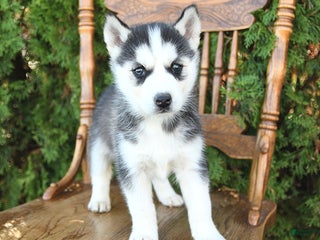 Siberian Husky dogs - Ad 21