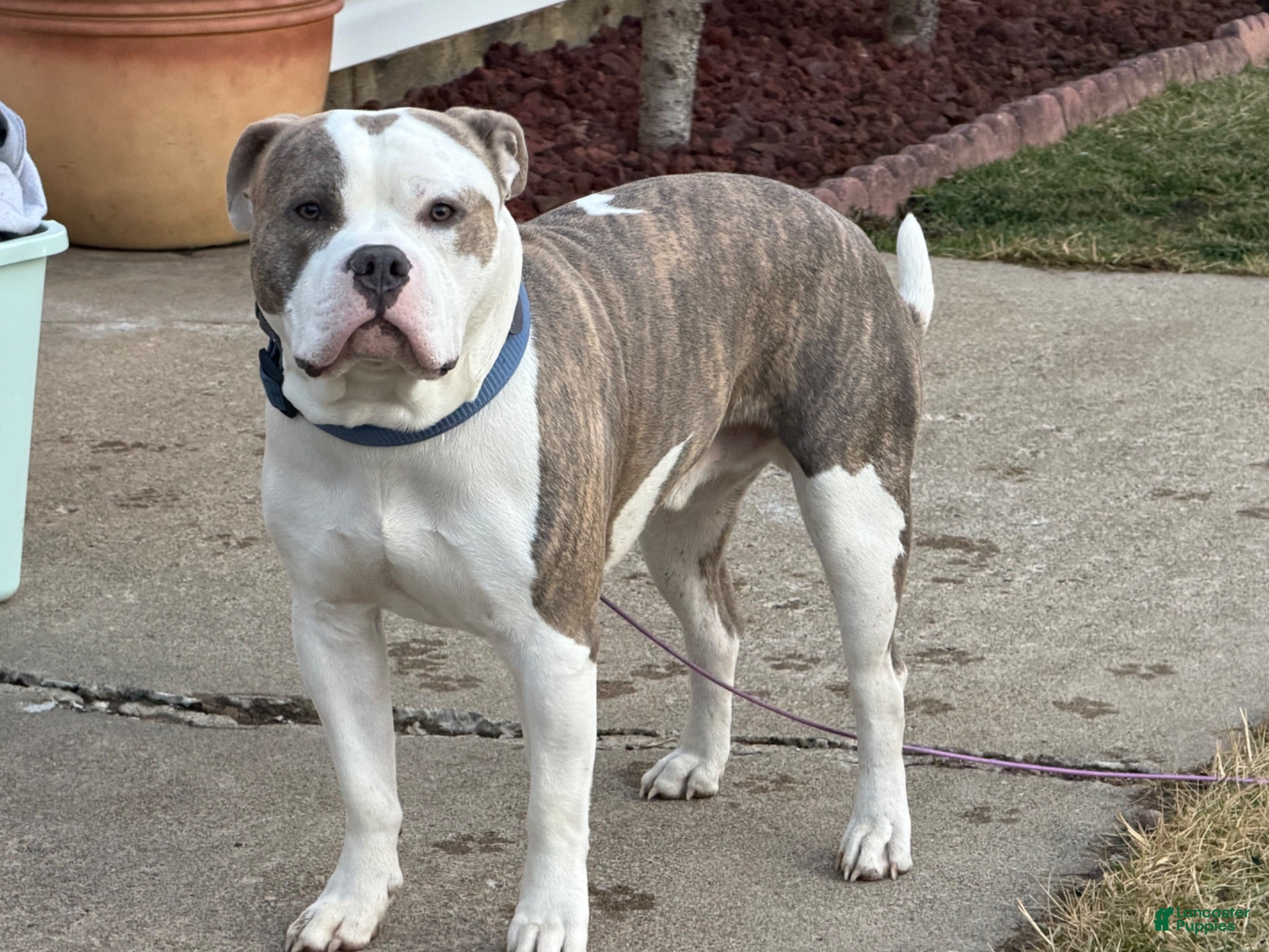 American Bully dogs Bully to be studded out - Ad 8