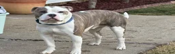 American Bully dogs for stud: Bully to be studded out - Ad 1