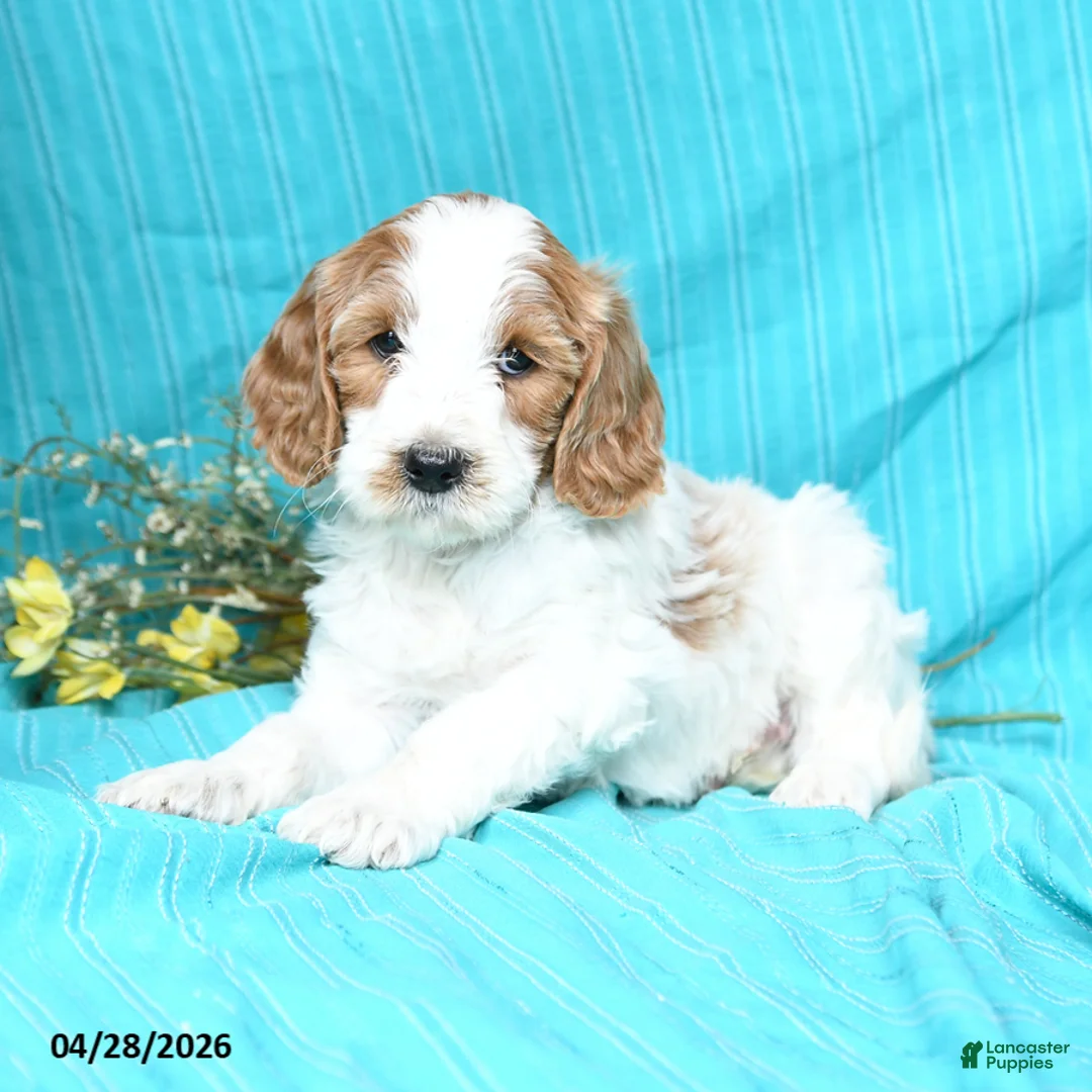 Goldendoodle dogs for sale: River - Ad 3