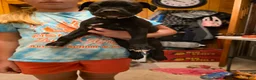 Boxer dogs for sale: July  - Ad 3